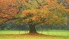Autumn tree-916x515