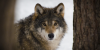 wolf-1851x925