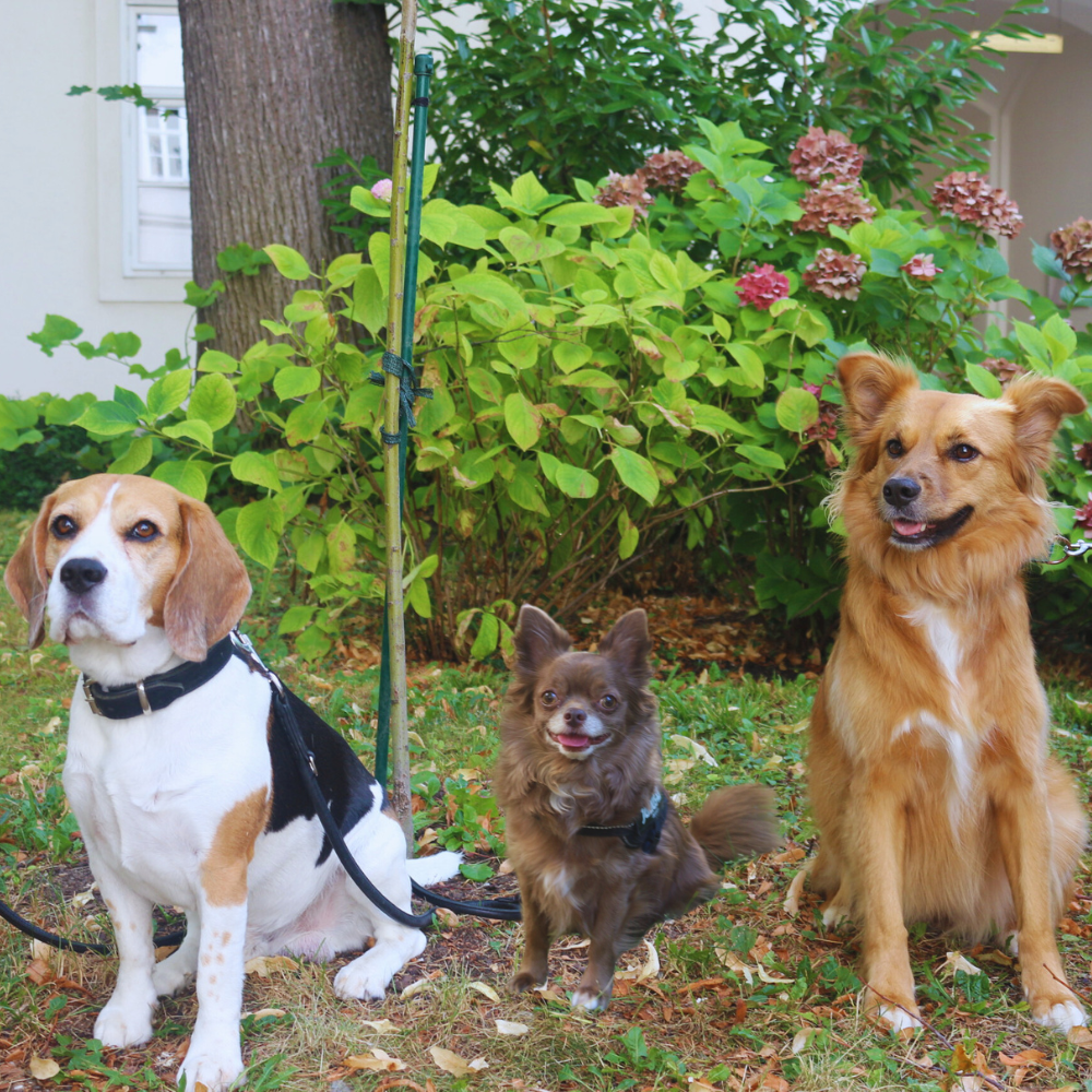 Finnley Amor Bettina NEOS Bund Dogs