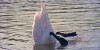 swan-4017568 640-640x320