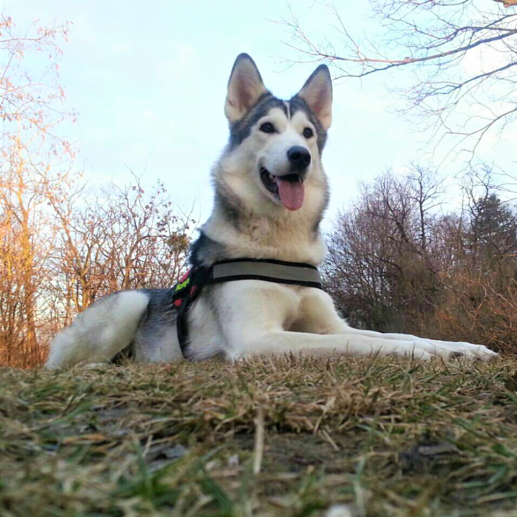 NOraya