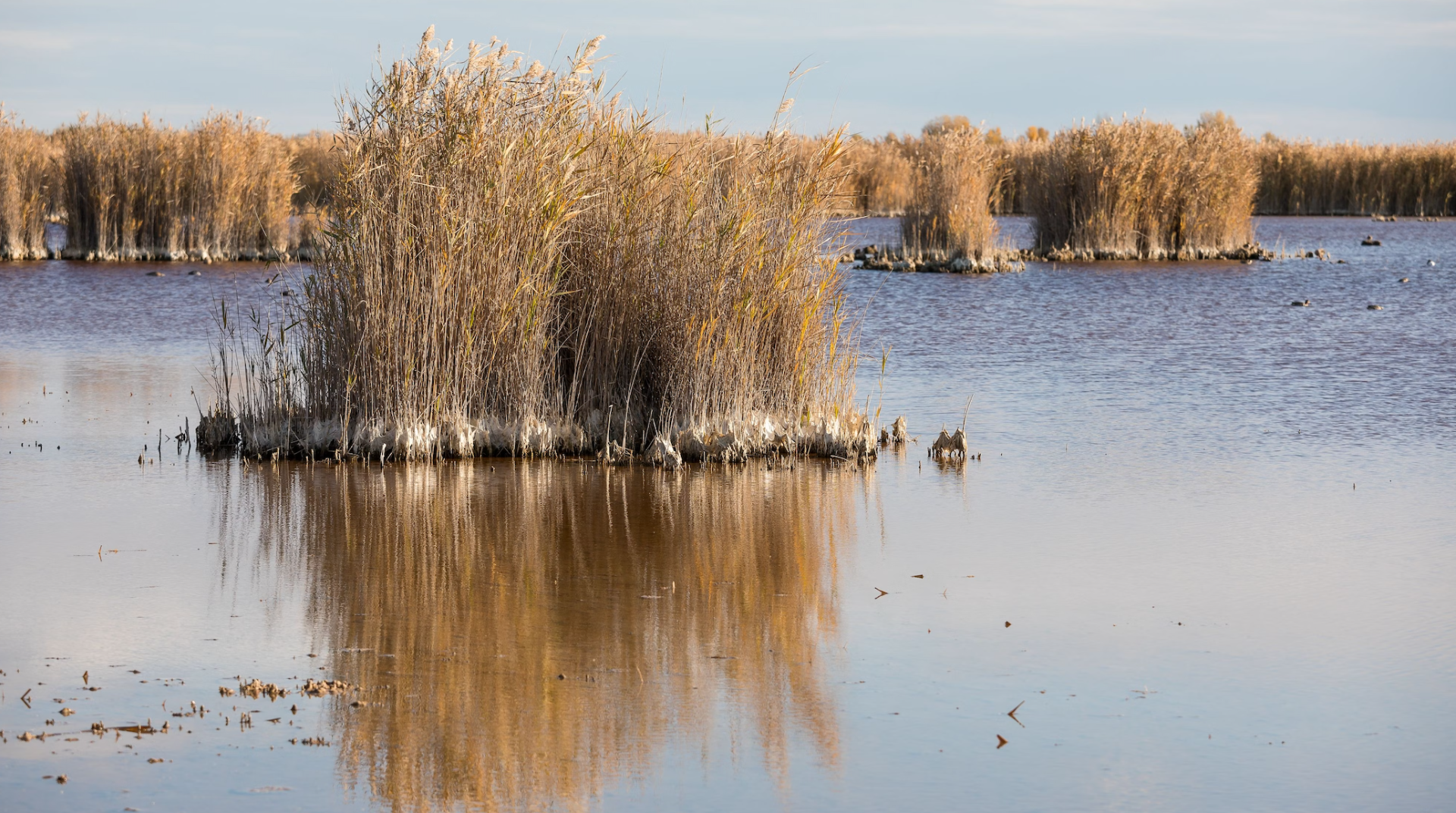 © Creative Commons Lizenz
Heute.at Nationalpark Neusiedler See.png