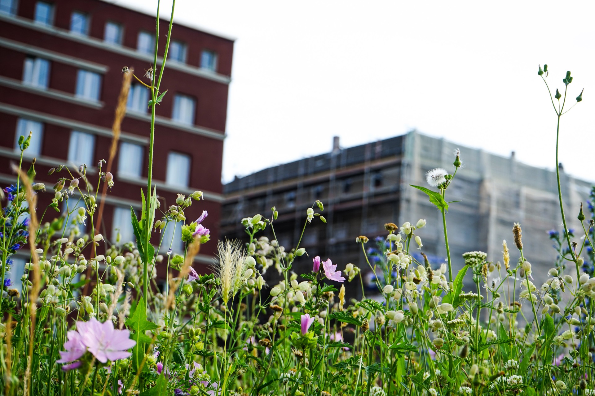 shutterstock 1847932105