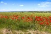 poppy-meadow-ge25120d01 1920