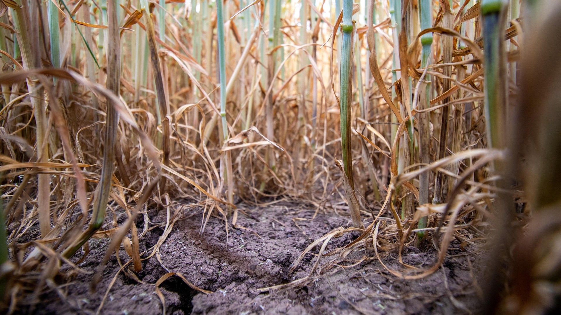 © Pixabay khw80-wheat-stalks-6533026_1920.jpg