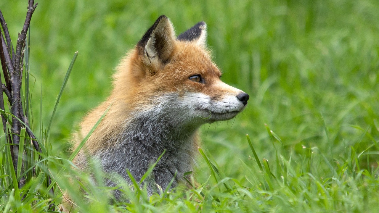 fox-4489001 1280-1280x720