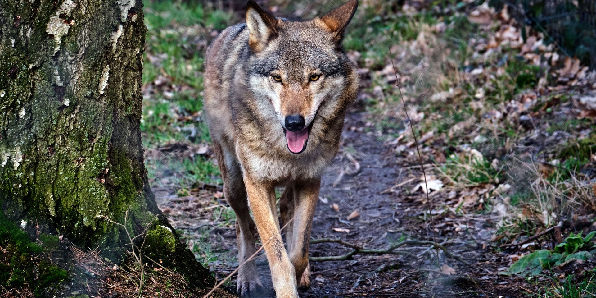 wolf symbol-1920x959