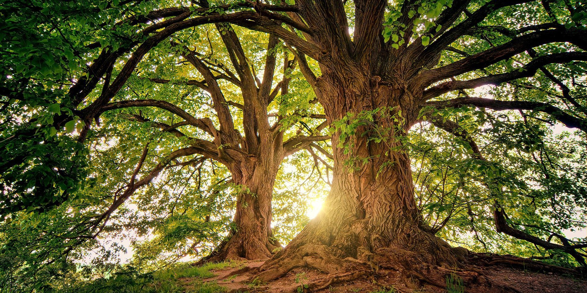 trees-g0148ff273 1920-1920x959