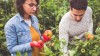 Junges Paar erntet in der eigenen Landwirtschaft Gemüse