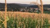 Pyhra 1200px